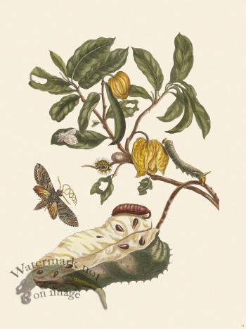 Merian Metamorphosis 14